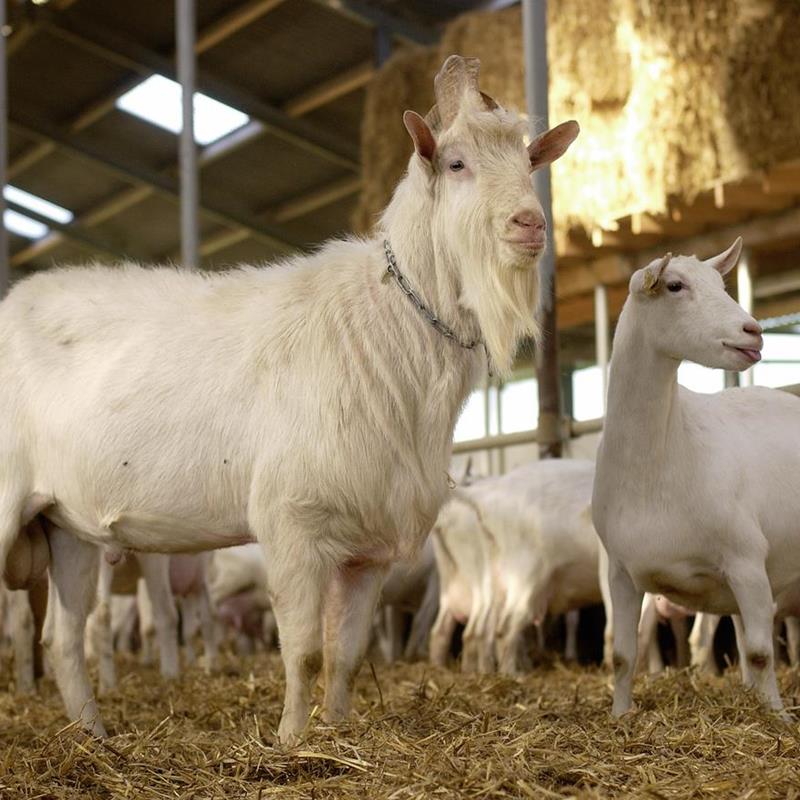 Ziegen - Tierfutter