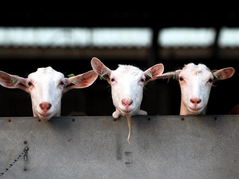 Chèvres - Aliments pour animaux