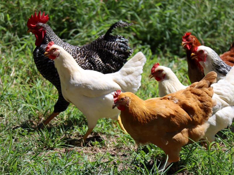 Unsere Hühner - Geflügelhandel