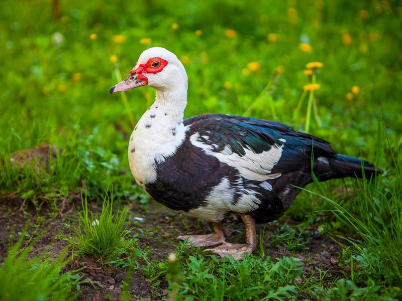 Poulets, oies ou canards...