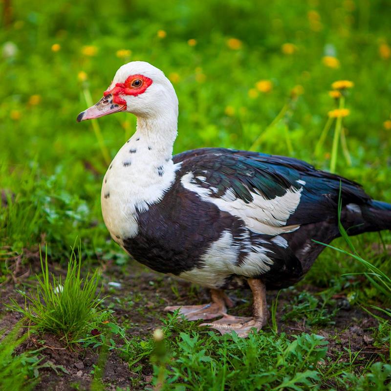 Canards de Barbarie - Geflügelhandel