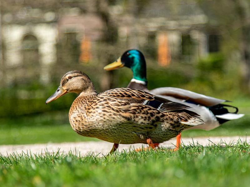 Enten - Geflügelhandel